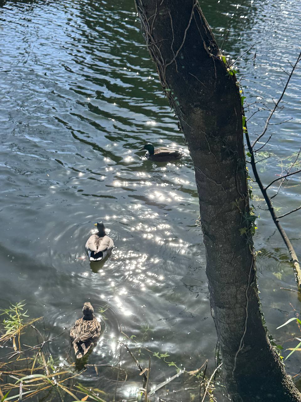 media from channel -1003888244528 #253